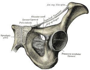 unghiul de ridicare al penisului